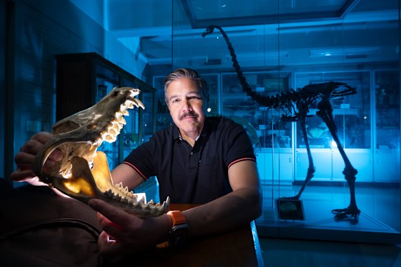 Professor Andrew Pask, of the University of Melbourne and Colossal Biosciences, with the skull of a Tasmanian tiger and the skeleton of a moa, a flightless bird from New Zealand.