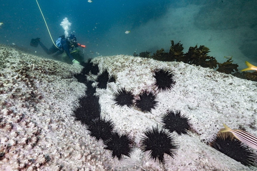 A scuba diver collecting black urchins across the white sea floor. 