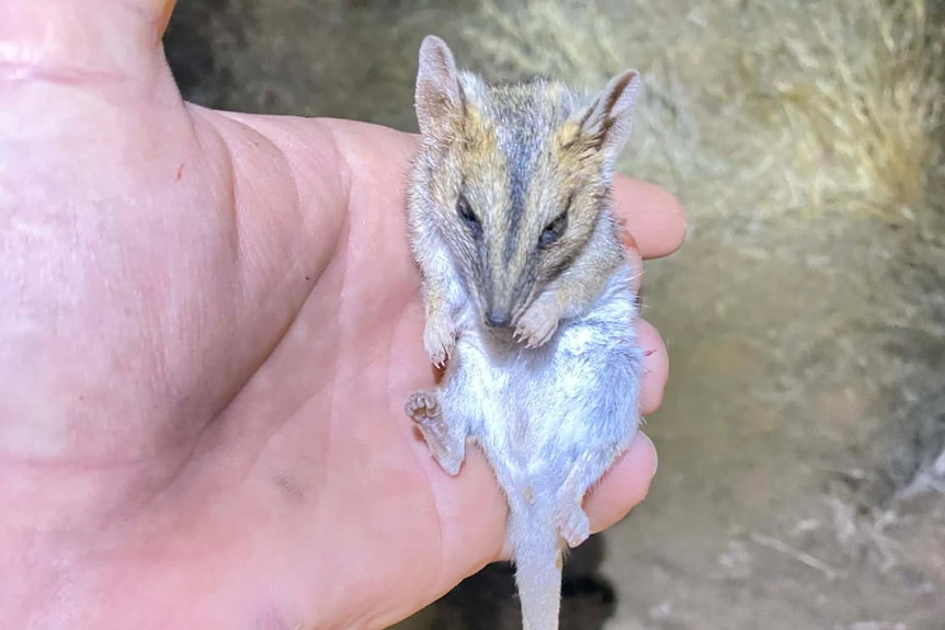A small, dead, native rodent in the hand of a professional shooter, that was found in the mouth of a feral cat. 