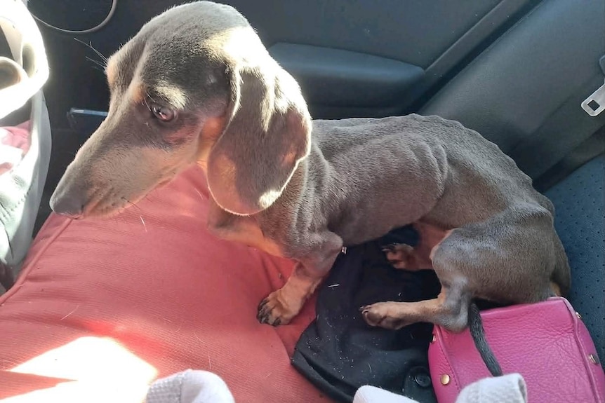 A very skinny and malnourished dog with its ribs visible sitting in the back of a car. 