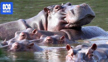 Colombia approves plan to cull roaming hippos linked to Pablo Escobar