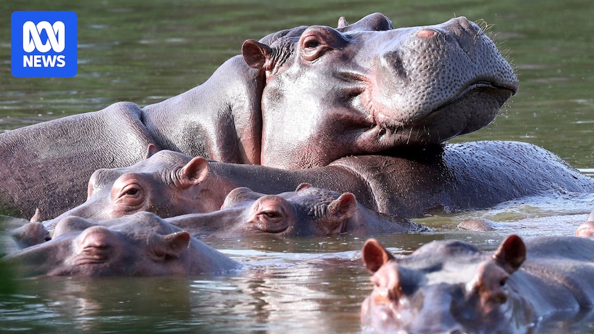Colombia approves plan to cull roaming hippos linked to Pablo Escobar