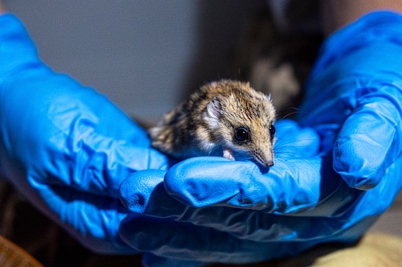 Fat-tailed dunnarts, a close relative of northern quolls, are being used to test IVF procedures.