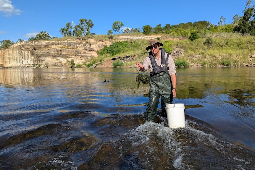 A man wearing waders throws plants out into the water.