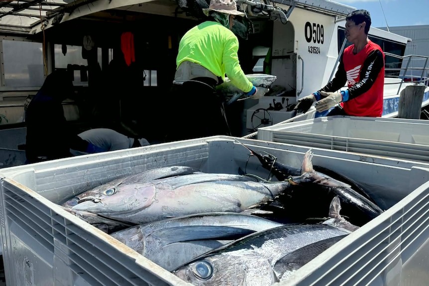 Men at boat with tuna
