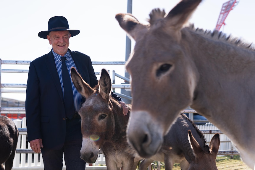 Murray Wilton wears a top hat and suit. He looks at some donkeys.
