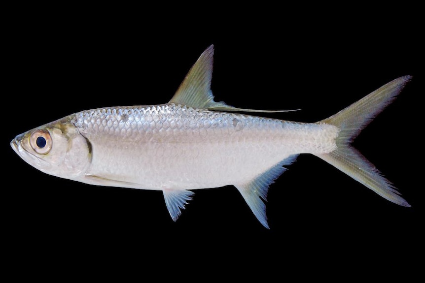 A small, silver fish pictured on a black background.