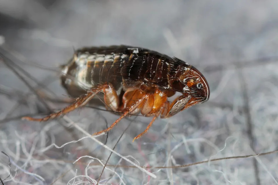 Los Angeles County reported a record 220 typhus cases in 2025, with about 90 percent of those hospitalized (Getty Images)