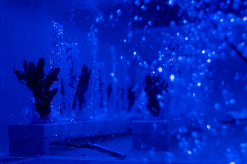 Scientists work over tanks full of corals in a dimly lit labratory.