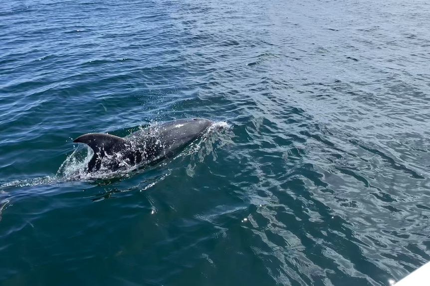 Dolphin