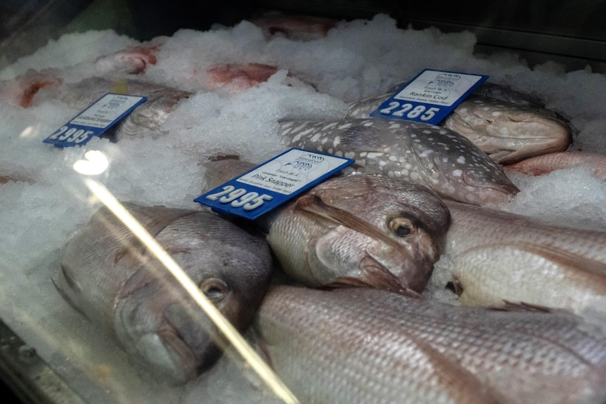 Pink snapper on ice in a shop.