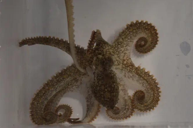 A female California two-spot octopus mating with a male using a specialized arm to reach her mantle and oviducts.