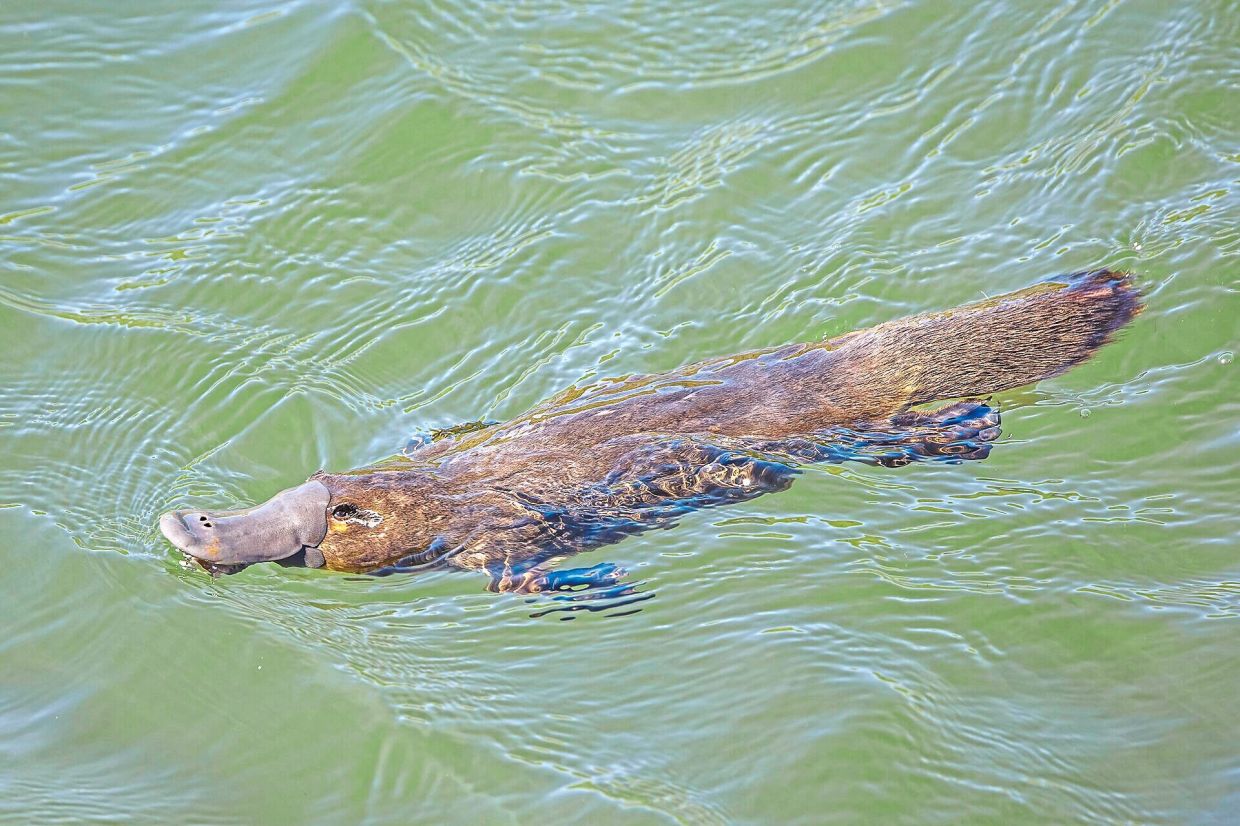 The platypus is even weirder than we thought, scientists discover