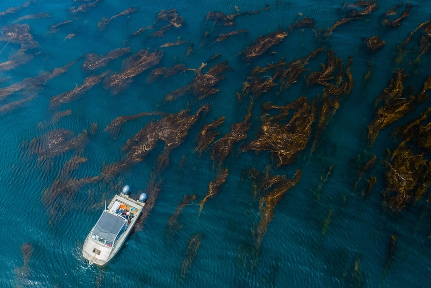 An aerial shot of a boat on the water, above a kelp forest. 