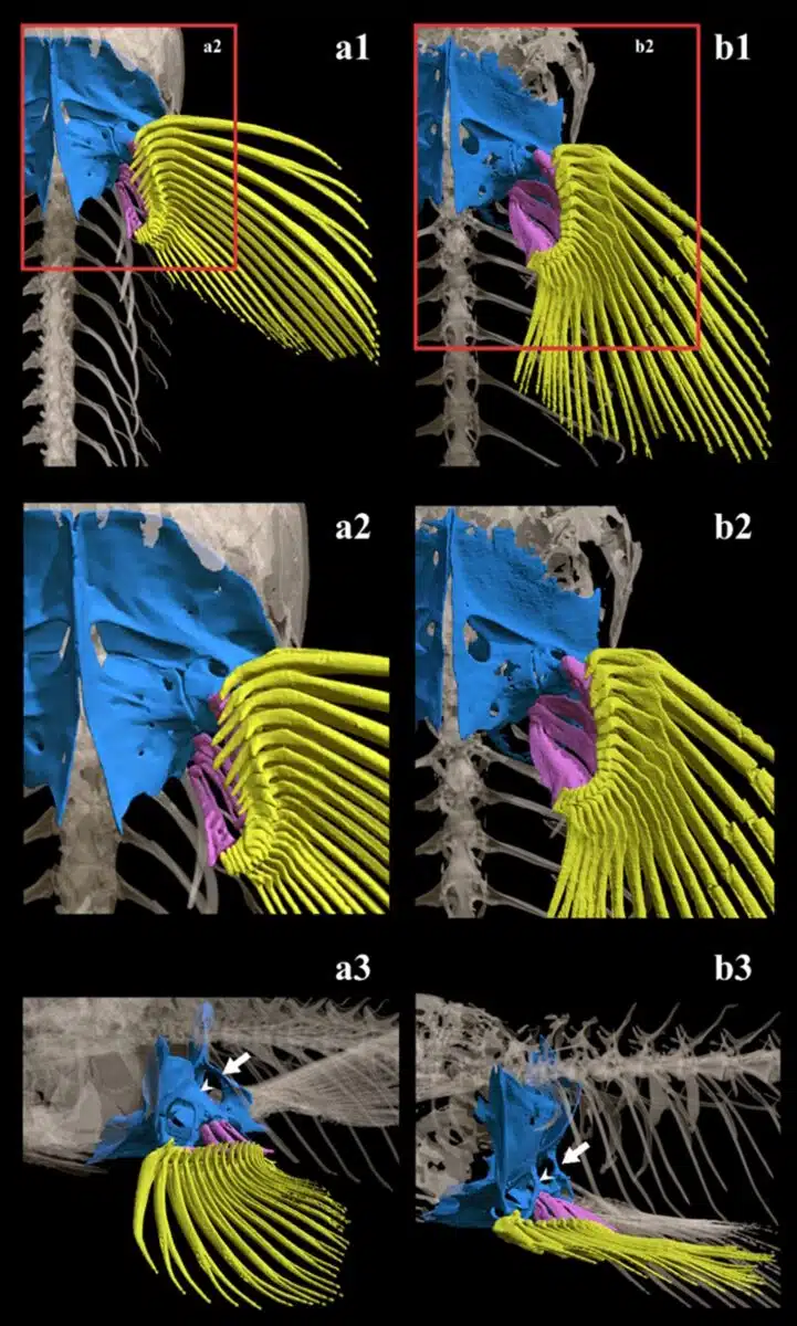 3d Model Of A Fish's Skeleton And Fins, With Color Coded Structures.