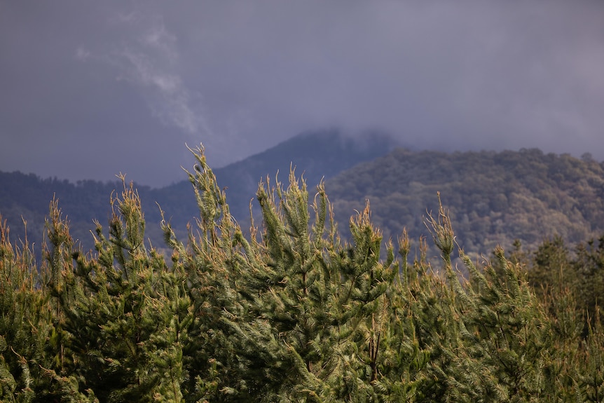 Trees in the foreground with dense mountain terrain in the background.