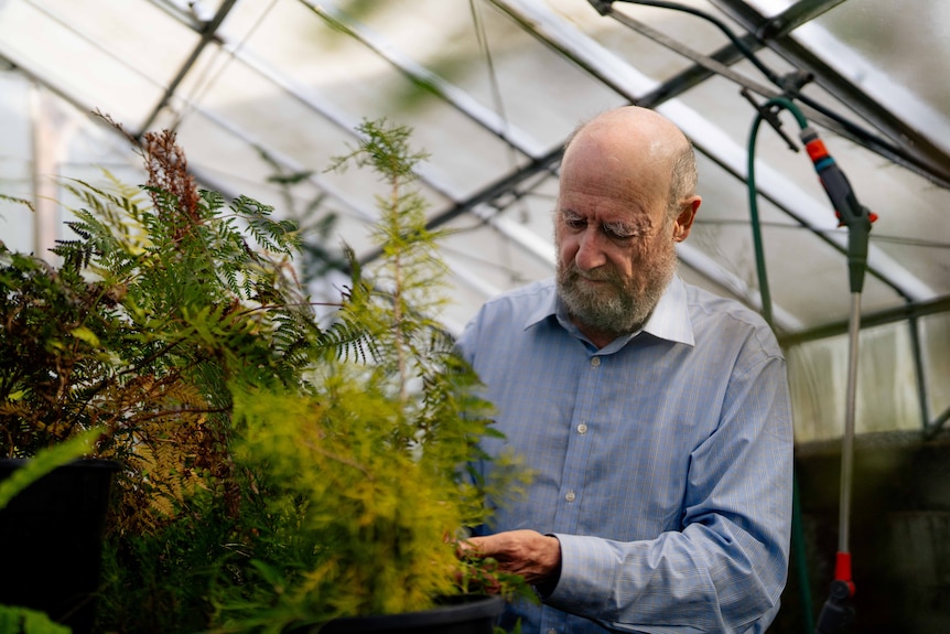 A man observes plants in a green house