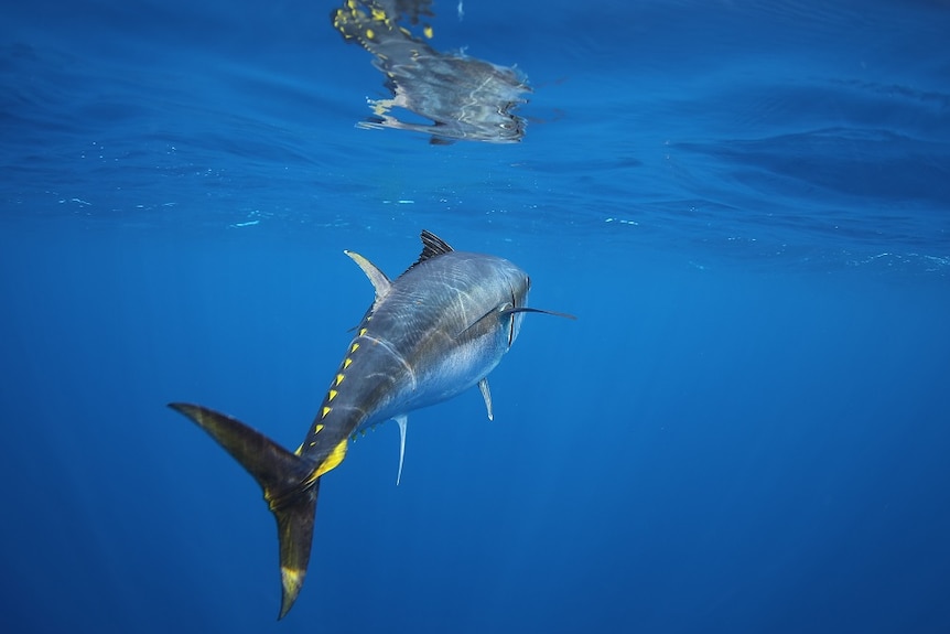 underwater photo of a single southern bluefin tuna