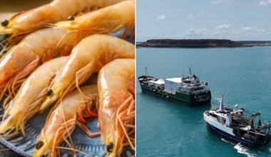 Hundreds of jobs at risk as Queensland seafood company Raptis collapses hours before Easter rush