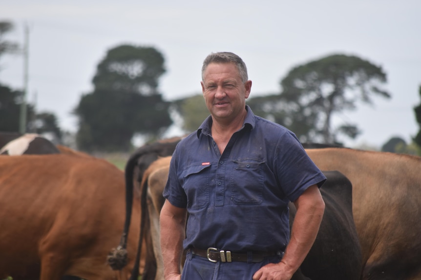 A man standing in front of cows.