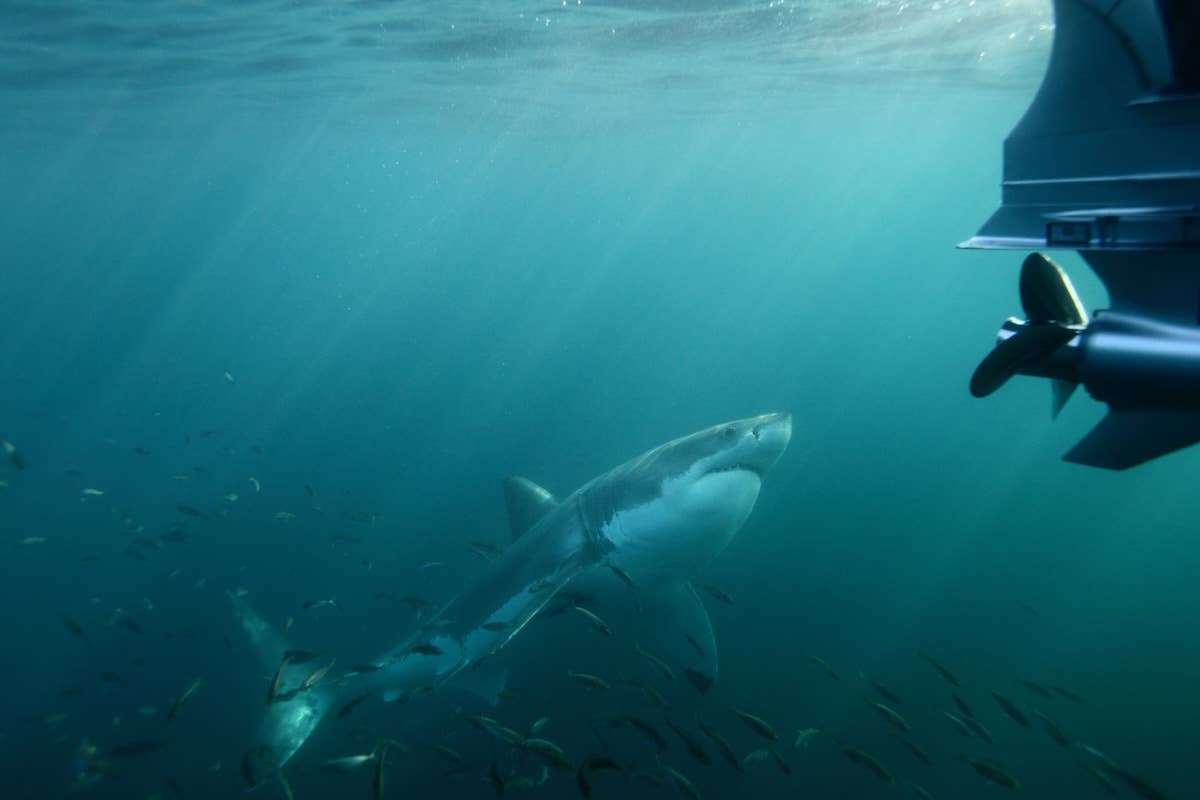 Massive Great White Shark Circles Fishermen's Boat in Harrowing Video