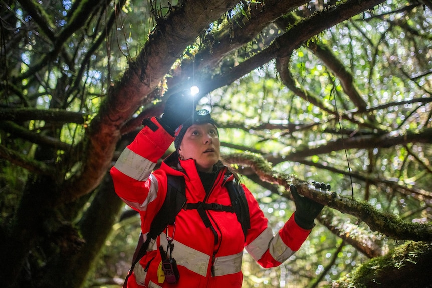 A woman in orange hi-vis pictured from below shines a torch while walking through dense, tall forest