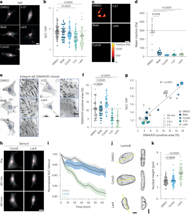 Fibrillar adhesion dynamics govern the timescales of nuclear mechano-response via the vimentin cytoskeleton