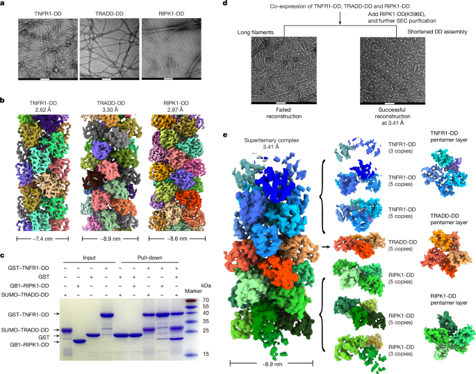 Electric dipole moment drives the dynamics of the TNFR1 complex I signalosome