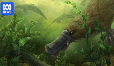 Twenty-five-million-year-old platypus fossils with teeth found in outback SA