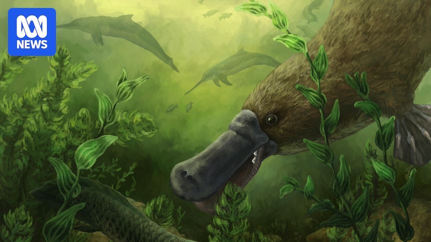 Twenty-five-million-year-old platypus fossils with teeth found in outback SA