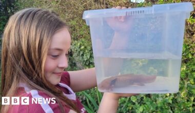 Endangered Mexican axolotl discovered by girl, 10, under a bridge in Wales - BBC