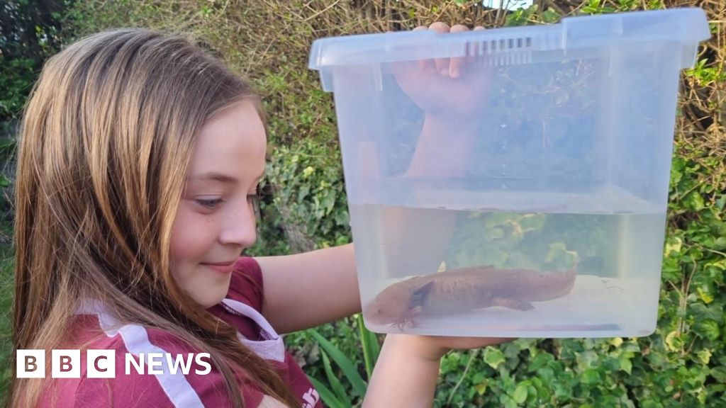 Endangered Mexican axolotl discovered by girl, 10, under a bridge in Wales - BBC