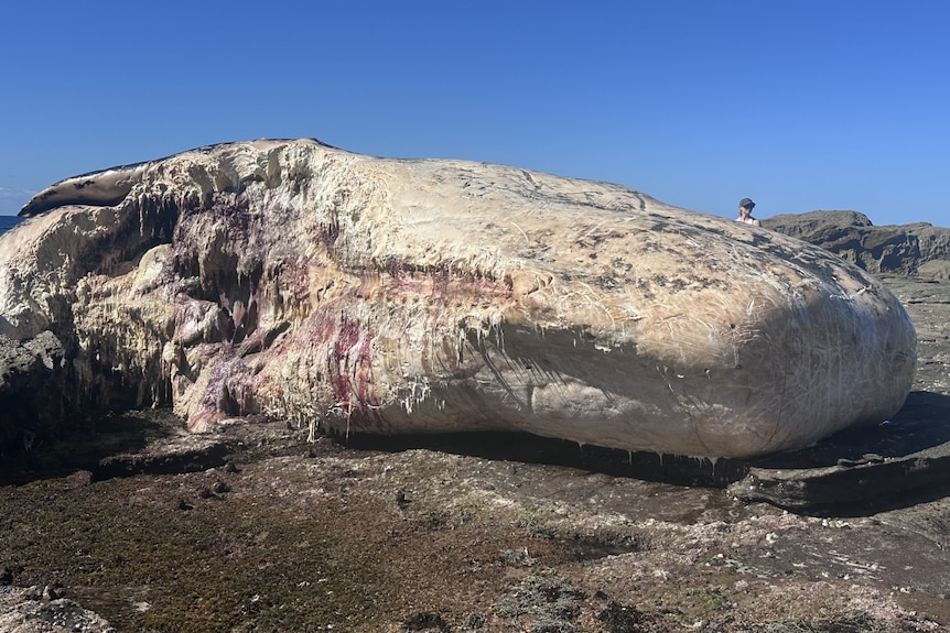 A large deceased whale washed up at Era Point in the Royal National Park, Sydney.