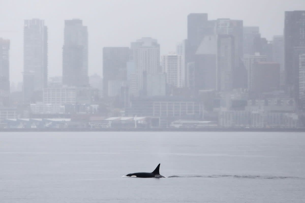 A killer whale swims in Elliott Bay in front of the downtown Seattle skyline on Wednesday, April 1, 2026. The orca is a part of a pod that had not been recorded by researchers in this region until this past month when three whales appeared in waters off British Columbia and Washington state. (AP Photo/Manuel Valdes) (Copyright 2026 The Associated Press. All rights reserved.)