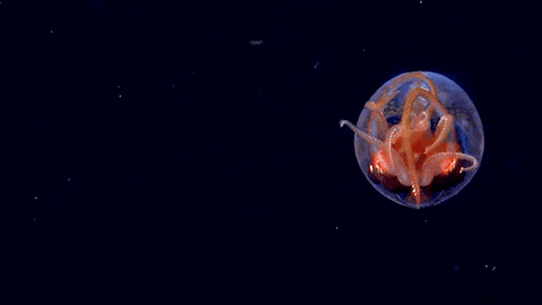 Colossal squid caught on video in the wild for the first time.
