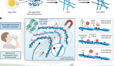 Recyclable amyloid-based magnetic nanonets for active capture and removal of nanoplastics from water