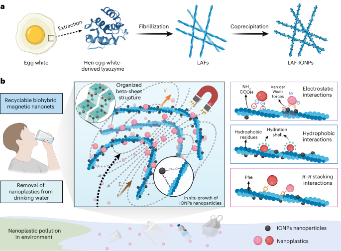 Recyclable amyloid-based magnetic nanonets for active capture and removal of nanoplastics from water