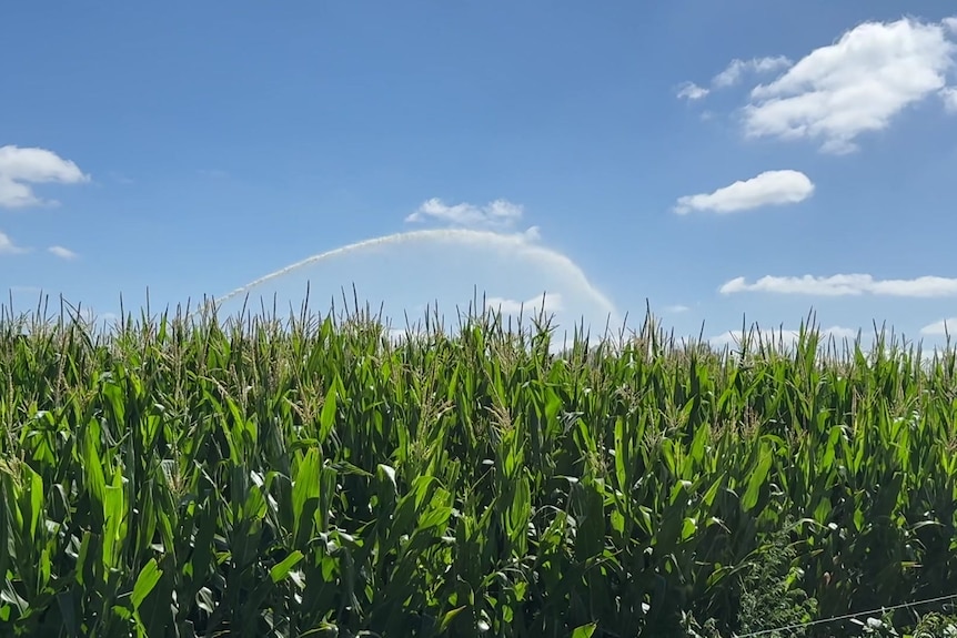 A large sprinkler irrigates a maize crop.