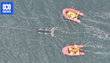 Whale rescuers prepare for increased entanglements during annual migration