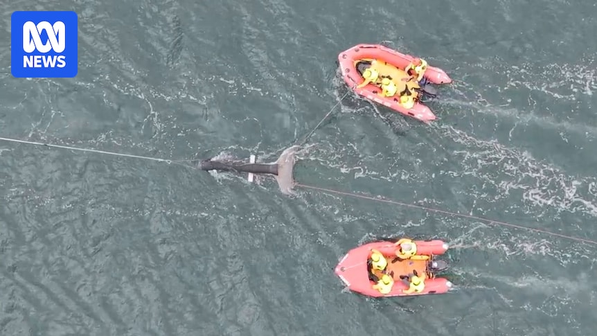 Whale rescuers prepare for increased entanglements during annual migration