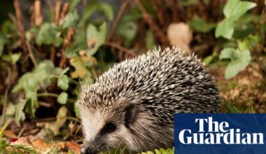 German mayors call for night-time ban on robot lawnmowers to protect hedgehogs | Wildlife