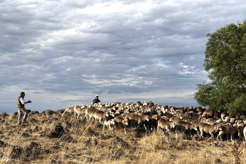 A herd of sheep in a field with two men herding them.