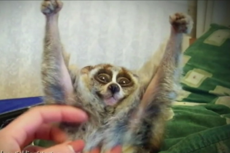 A slow loris is tickled under the arms which he has raised above his head.