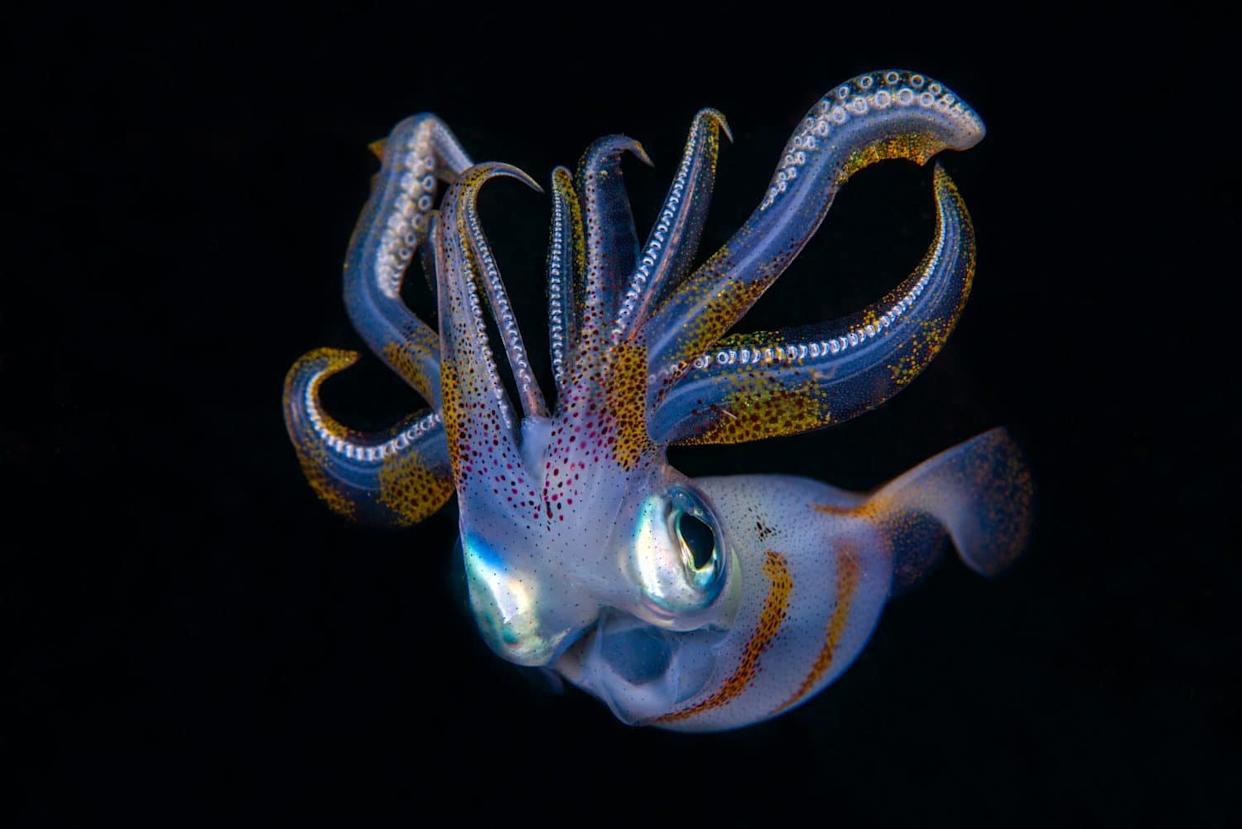 Bigfin Reef Squid - Sepioteuthis lessoniana in the night. Underwater world of Tulamben, Bali, Indonesia.