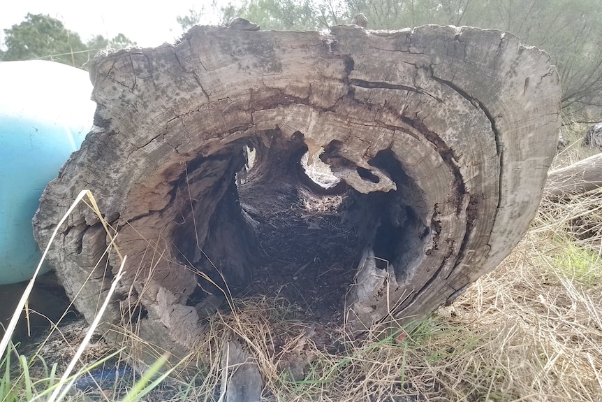 The hollowed out trunk of a tree