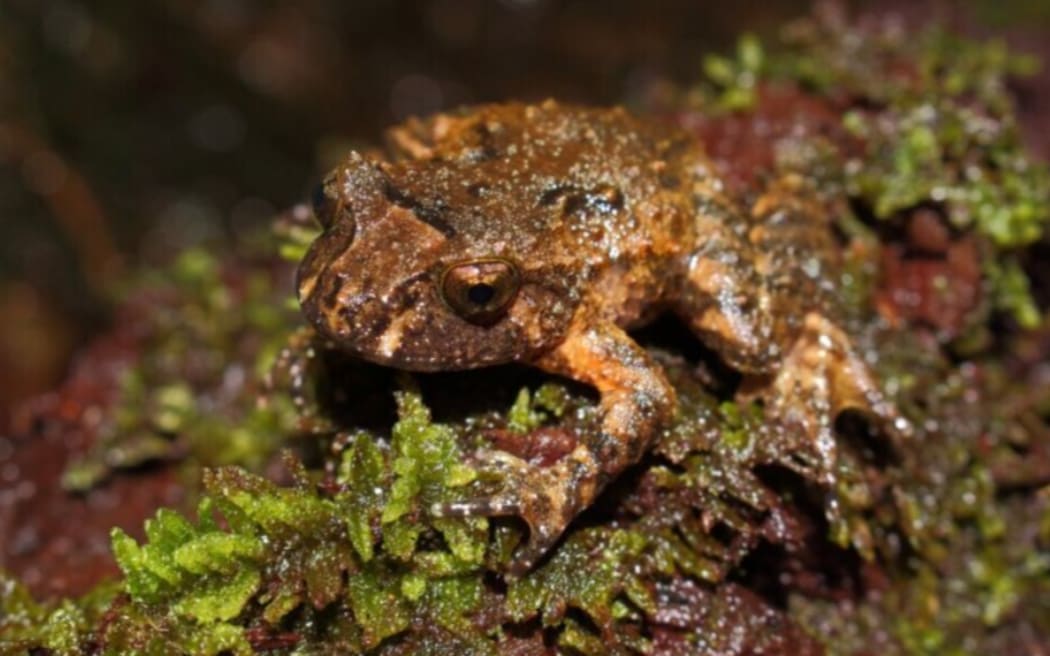 A 12-year-old in Lower Hutt has made a discovery so unexpected it's got the attention of the Department of Conservation (DOC).