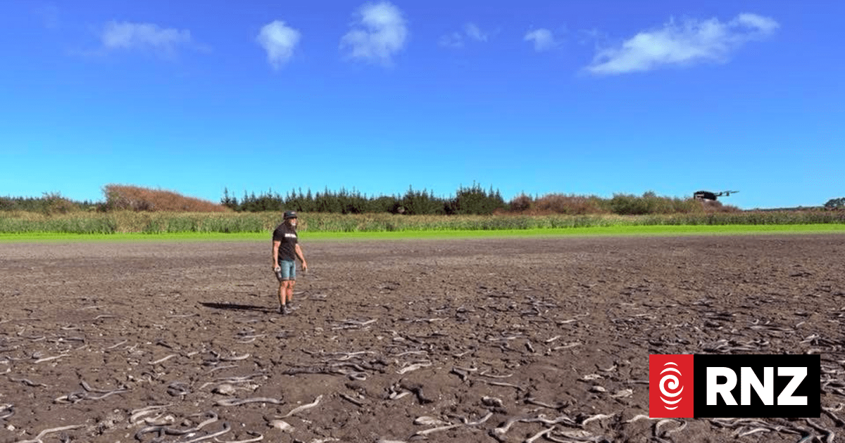 Volunteers work to save eels trapped in mud of dried-up Pukepuke Lagoon