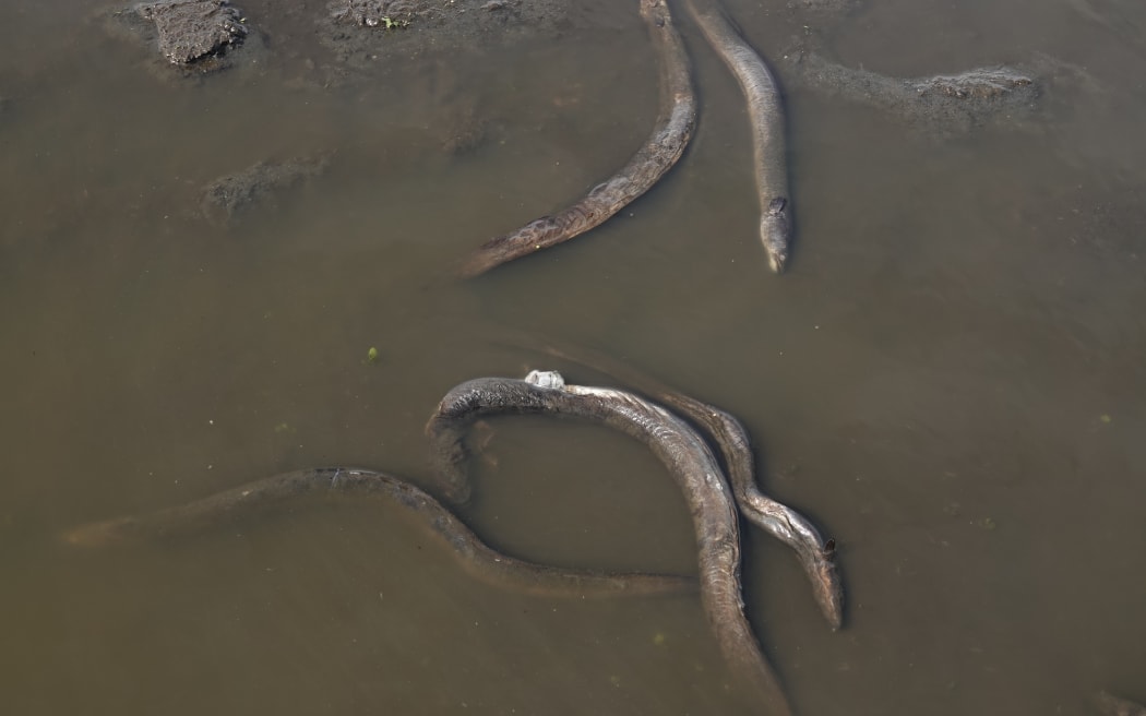 Hundreds of dead eels are lying on the lake, some floating in puddles formed from this week's rain. RNZ/Jimmy Ellingham