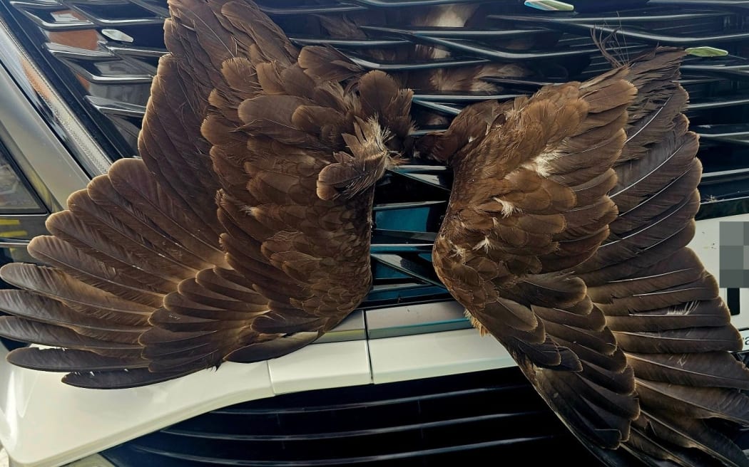 VetsOne Hastings had an unusual call last week when a woman hit a hawk. The impact sent the bird straight through the front grille of the car, wings outstretched across the bumper like a giant, feathered butterfly. The hawk escaped major injury. Photo / Nadine Hook