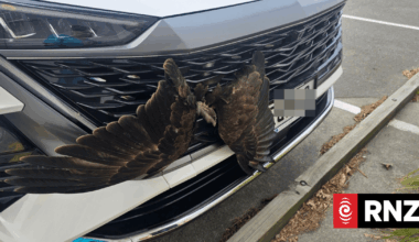 Hastings vets, mechanic combine to rescue hawk from car grille